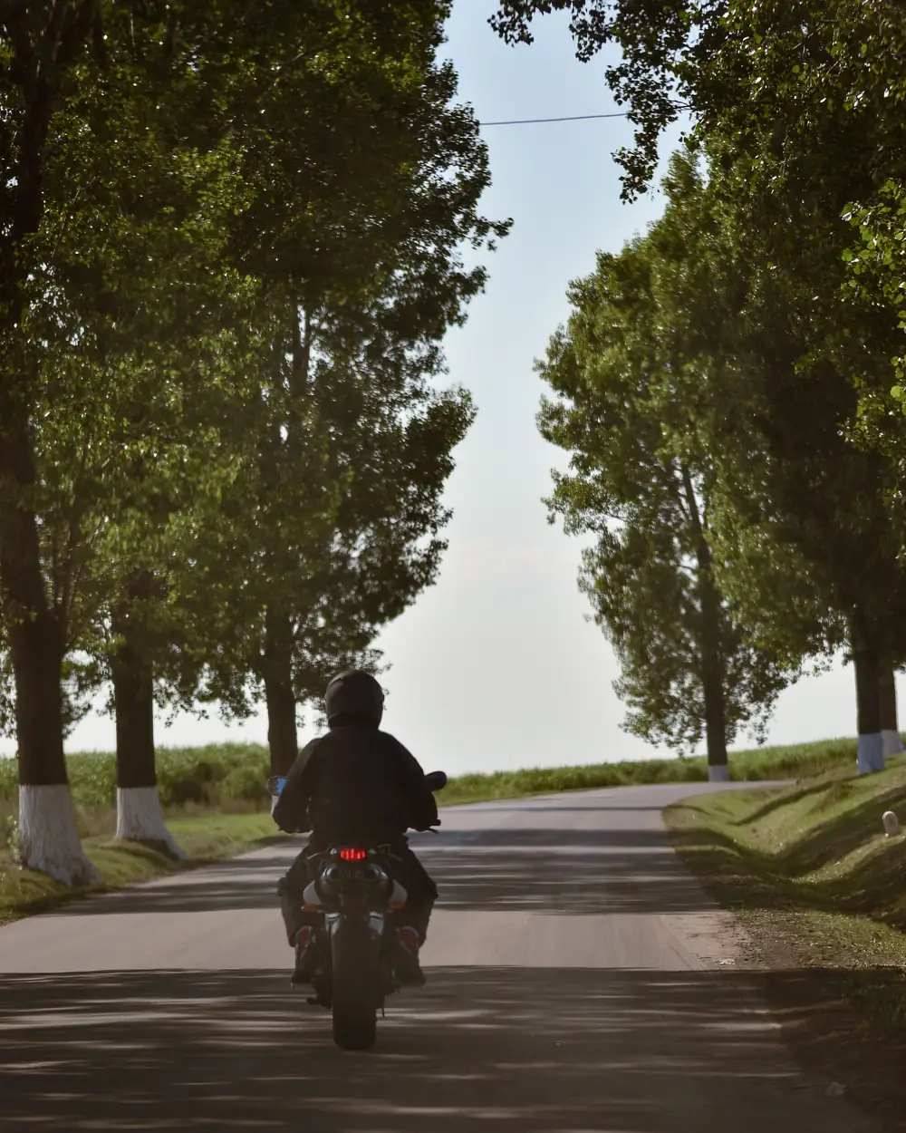Helmeted motorcyclist riding within a single tree-lined roadway lane